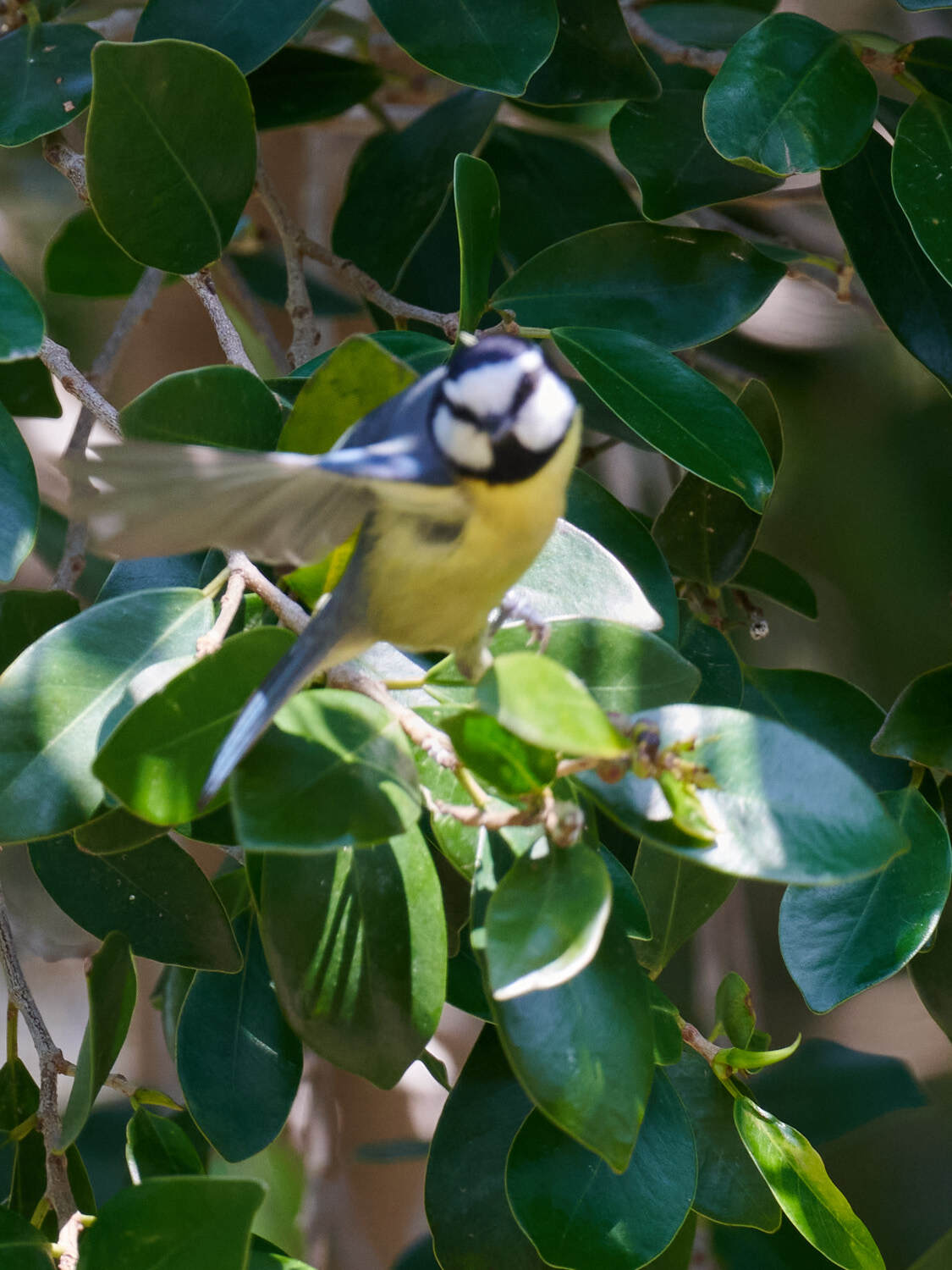 African Blue Tit (Cyanistes teneriffae), photo 6
