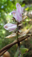 Abrus pulchellus pulchellus