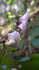 Abrus pulchellus pulchellus