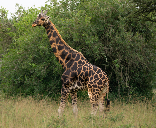 Northern Giraffe, Mbarara, UG, photo 9 of 10