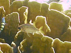 Neoniphon vexillarium