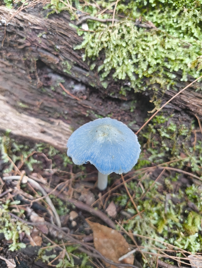 Entoloma virescens · March 2026 · photo: © rockfox (iNaturalist, cc0)