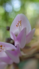 Abrus pulchellus pulchellus