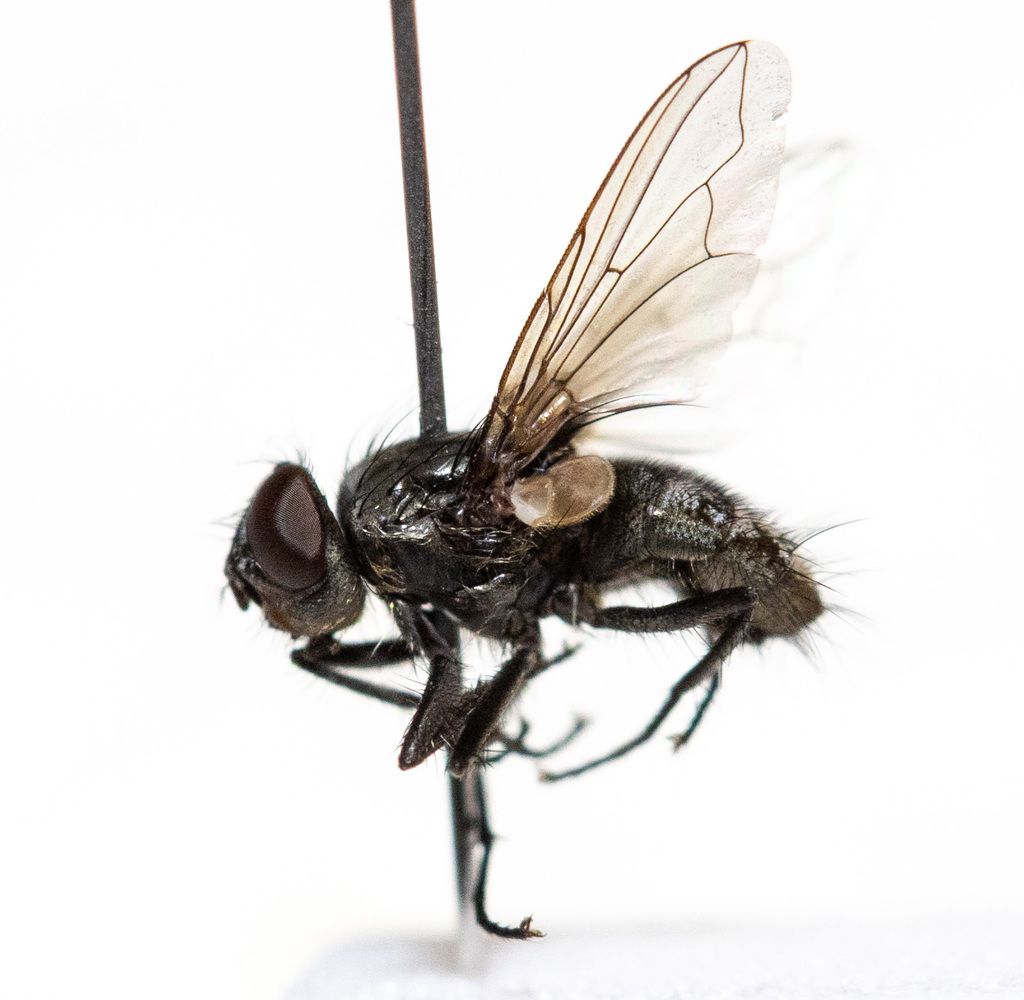 Bot Flies, Blow Flies, and Allies from Centerville, OH, USA on March 07 ...