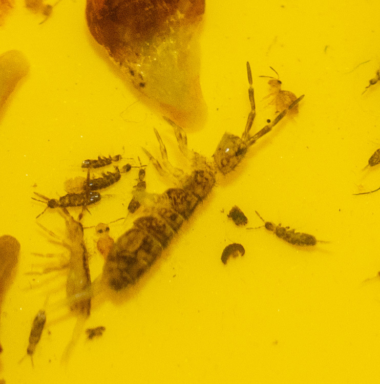 Waterfall Springtails from Centerville, OH, USA on March 7, 2026 at 02: ...