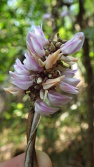 Abrus pulchellus pulchellus