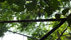 Abrus pulchellus pulchellus