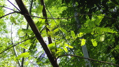 Abrus pulchellus pulchellus