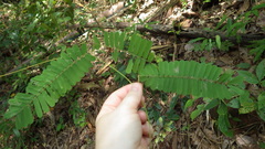 Abrus pulchellus pulchellus