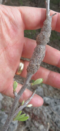 Unknown species found near Georgetown, TX, USA