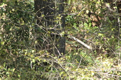 Vireolanius melitophrys