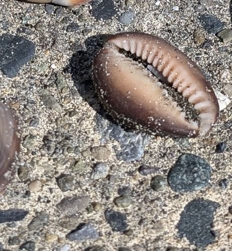 Monetaria caputserpentis