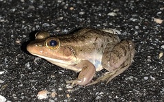 Lithobates virgatipes