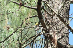 Vireolanius melitophrys