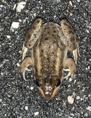 Lithobates virgatipes