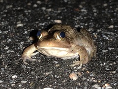 Lithobates virgatipes