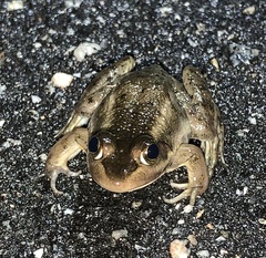 Lithobates virgatipes