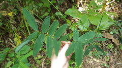 Abrus pulchellus pulchellus