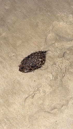 Chilomycterus spinosus