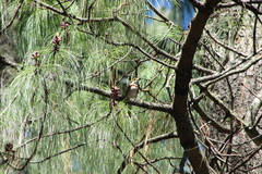 Vireolanius melitophrys