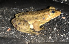 Lithobates virgatipes