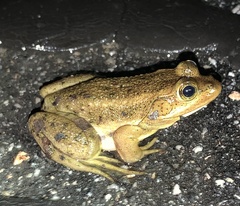 Lithobates virgatipes