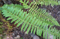 Polystichum californicum