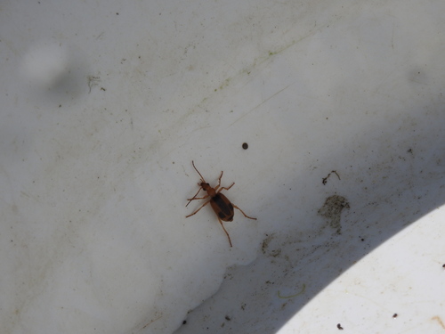 Brachinus humeralis