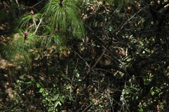 Vireolanius melitophrys