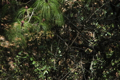 Vireolanius melitophrys