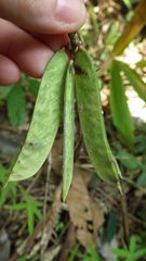 Abrus pulchellus pulchellus