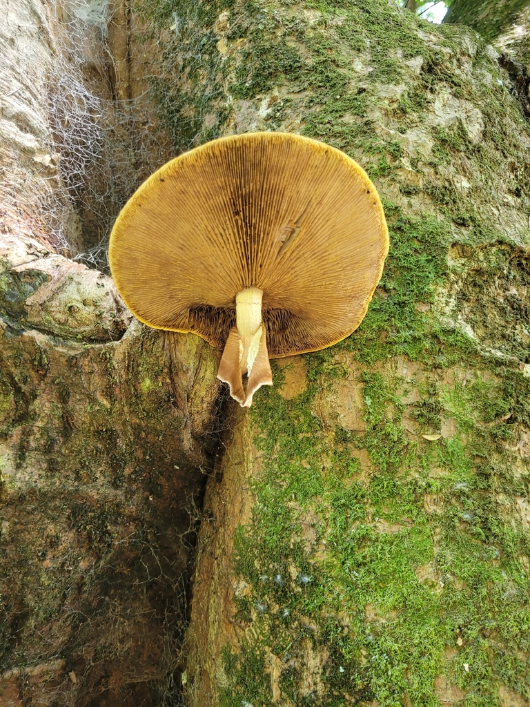 Cyclocybe parasitica · January 2026 · photo: © vicki_and_craig (iNaturalist, CC)