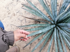 Agave aktites