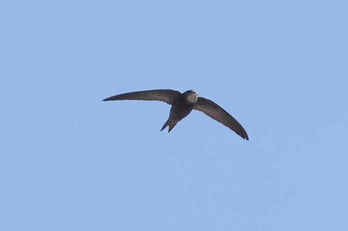 Pallid Swift (Apus pallidus), photo 4