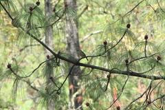 Vireolanius melitophrys