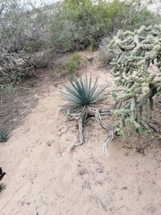 Agave aktites