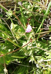 Geranium magellanicum