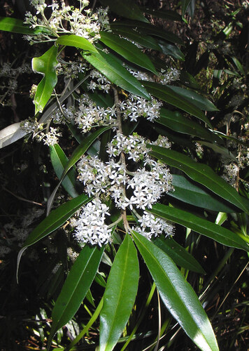 satinwood (Nematolepis squamea)