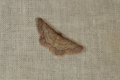 Idaea nephelota