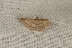 Idaea nephelota