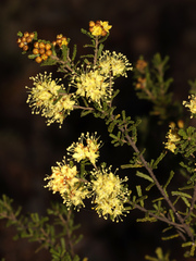 Phebalium glandulosum