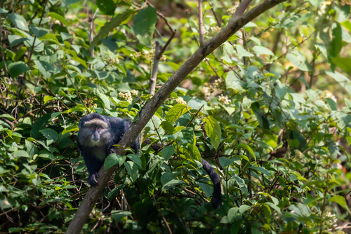 Blue Monkey
