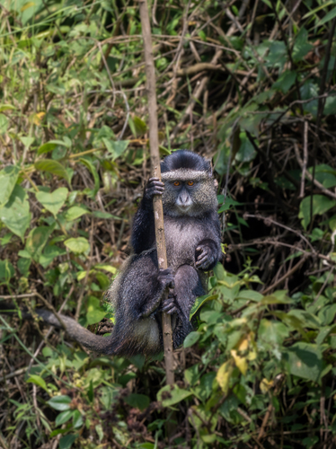 Doggett's Silver Monkey