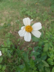 Bidens alba