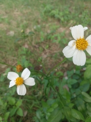Bidens alba