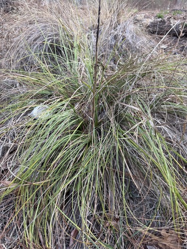 Georgia Beargrass (Nolina georgiana)