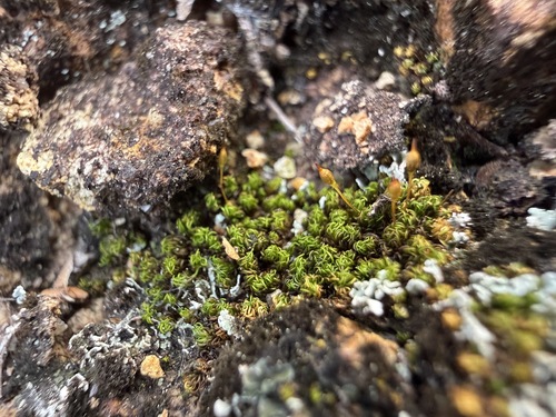 Incurved Grizzled Moss (Ptychomitrium incurvum)