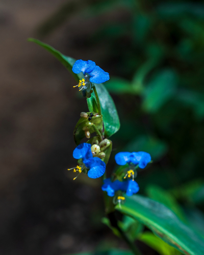 Commelina robusta