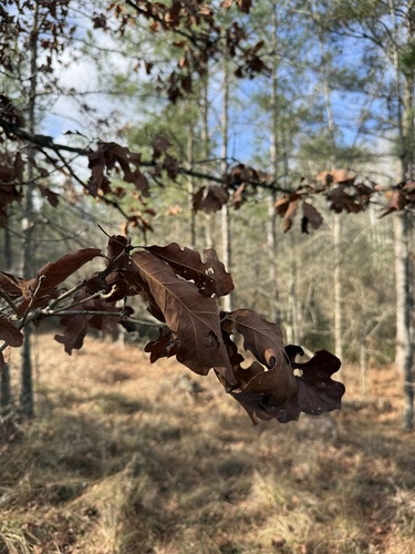 sand post oak (Quercus margaretiae)