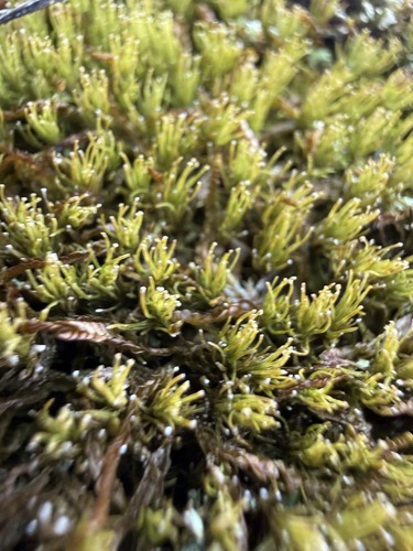 Texas Syrrhopodon Moss (Syrrhopodon texanus)